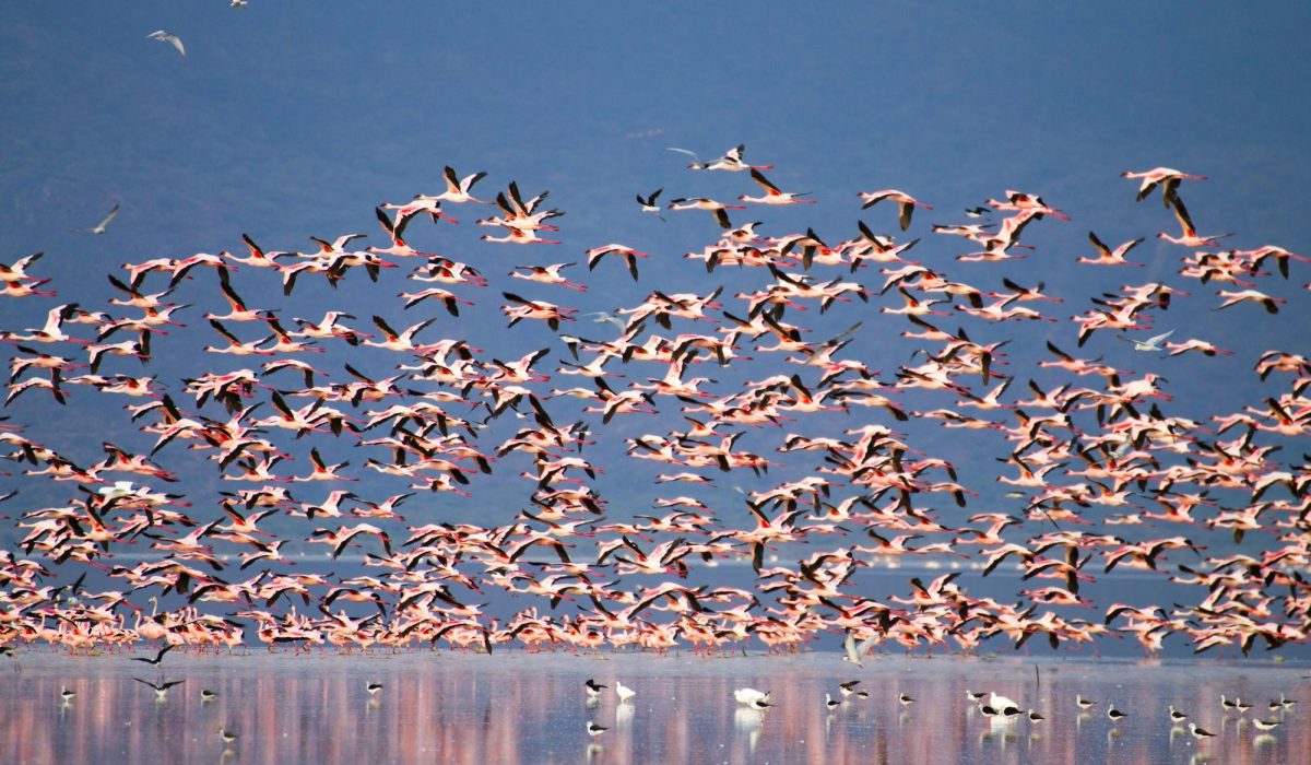 A large flock of flamingos flying over a calm lake with mountains in the background. Lake Manyara