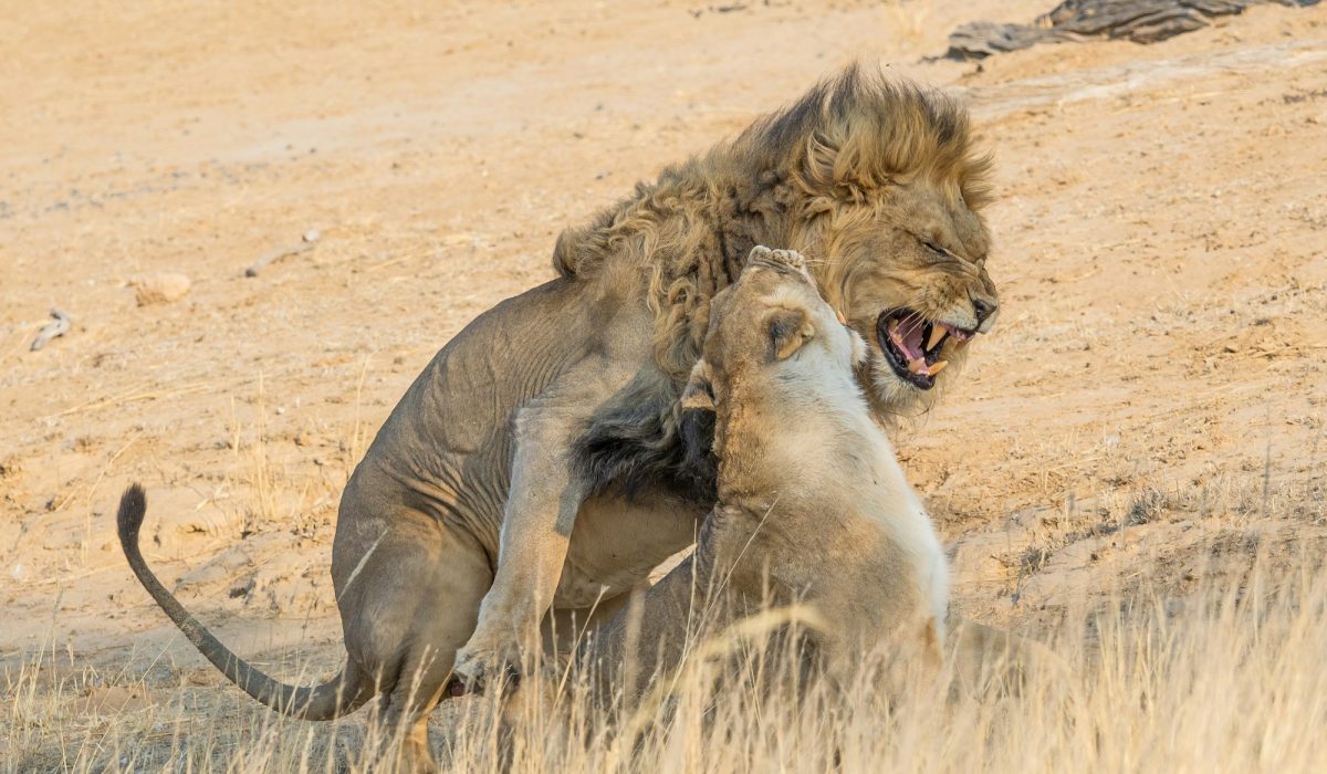 Lions Mating